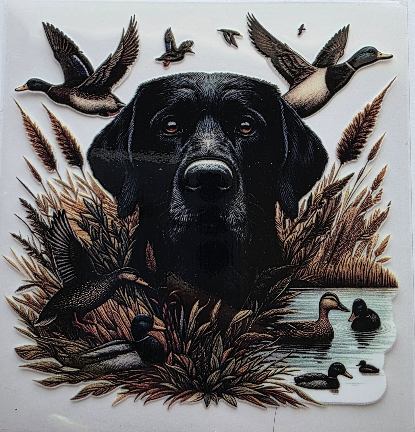 Duck and black lab decal